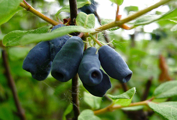 Bayas de madreselva en una rama