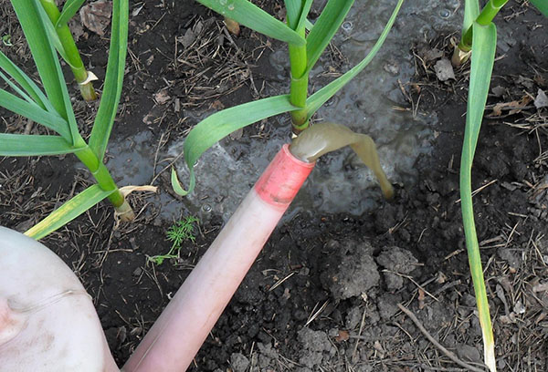 Alimentación con ajo orgánico