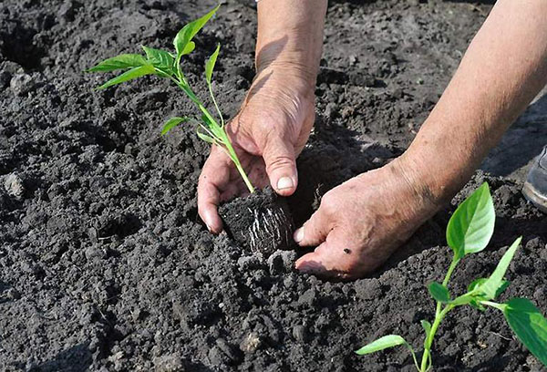 Planting pepper seedlings in open ground