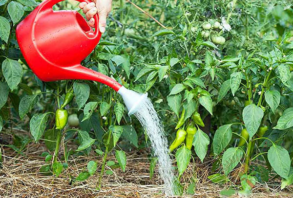 Watering the beds with peppers