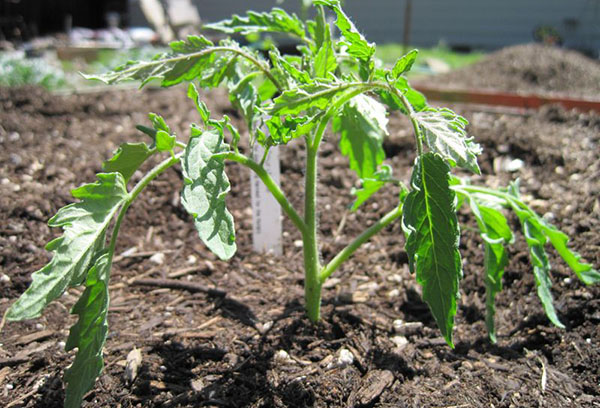 Tomato planted in open ground