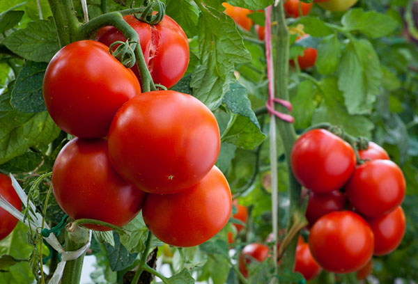 Ripe tomatoes on the branches