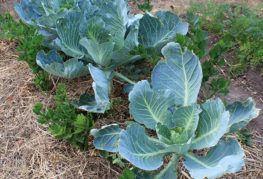 Cabbage bed