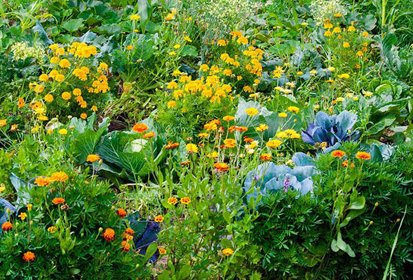 Bắp cải và hoa trong cùng một khu vườn