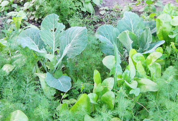 Cabbage and dill on the same bed