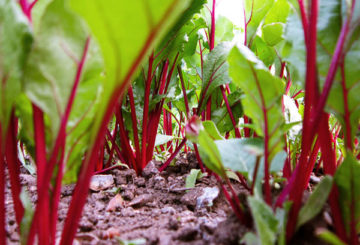 Bieten in de tuin