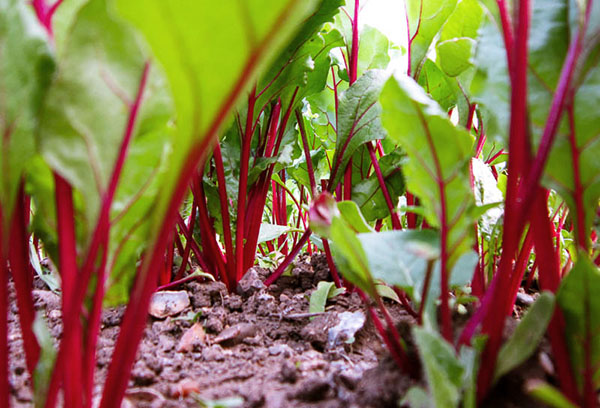 Remolachas en el jardín