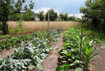 Pepinos junto al maíz en el jardín.