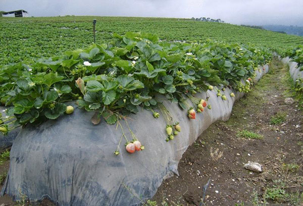 Fresas en un cálido jardín