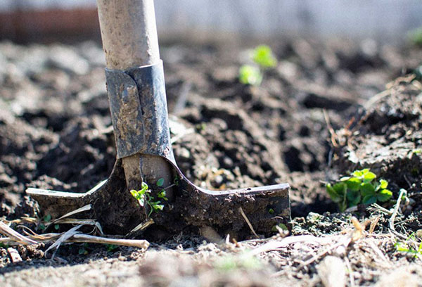 Een perceel graven voor aardbeien