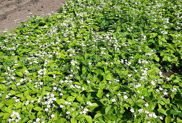 Método de alfombra para cultivar fresas.