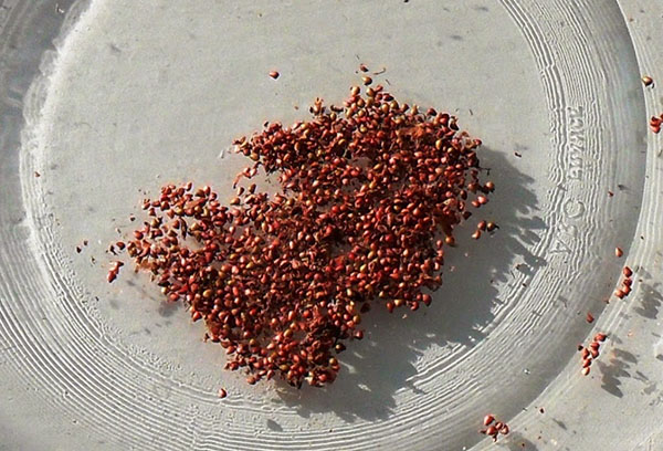 Strawberry seeds