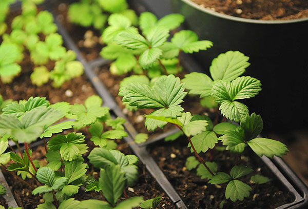 Strawberry seedlings