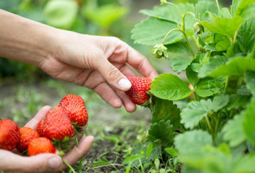 Aardbeien plukken