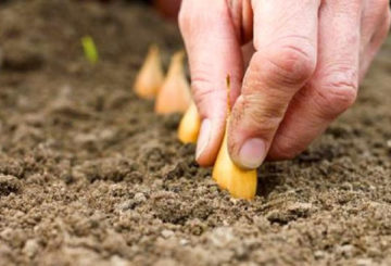 Plantuien planten