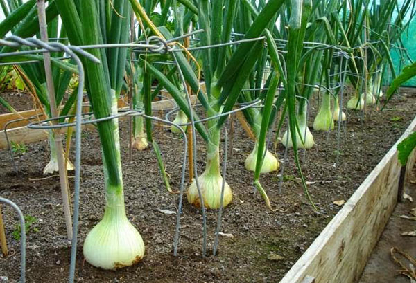 Onions in the garden