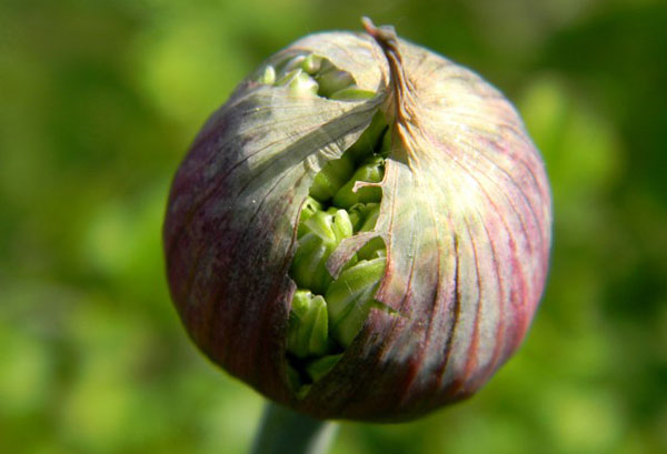 Seed box of Suvorov onion