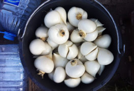 Suvorov onion harvest