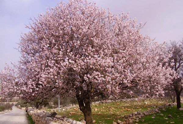 Arbol de almendras