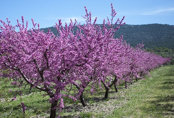 Plantar almendras