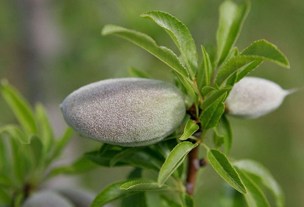 Fruta de almendra