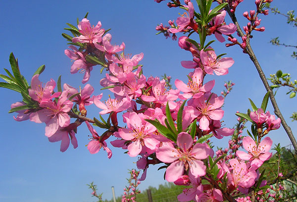 Flor de almendro