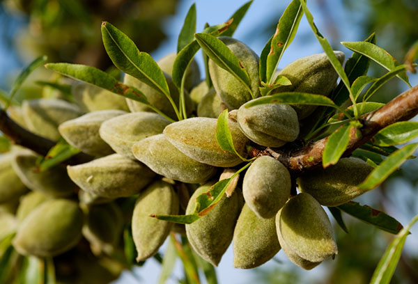 Fruta de almendra en una rama