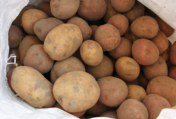 Seed potatis