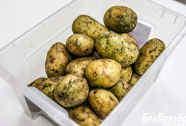 Gröna potatisar för plantering