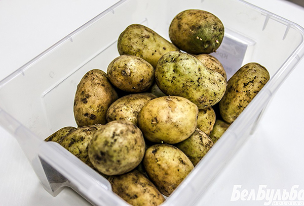Зелени картофи за засаждане