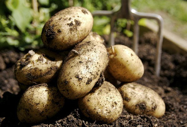Изкопайте грудките картофи