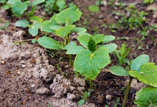 Shoots of cucumbers in the open field