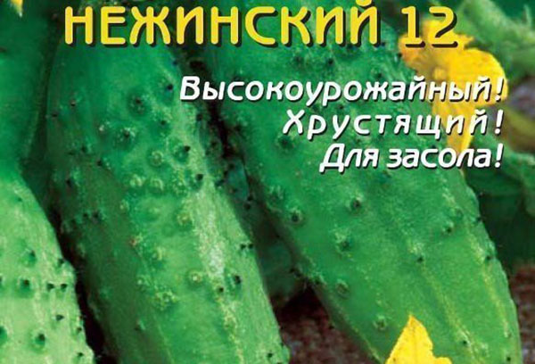Frön av gurkor olika Nezhinsky