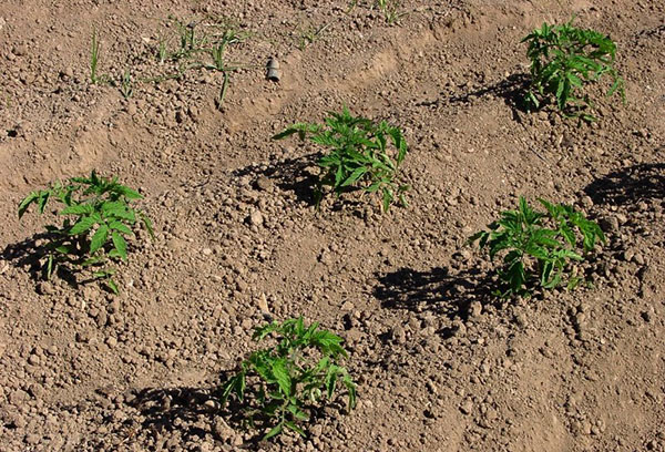 Arbustos de tomate jóvenes