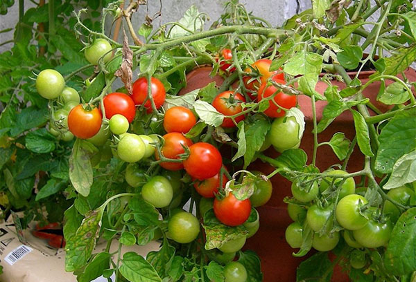 Tomates en maceta