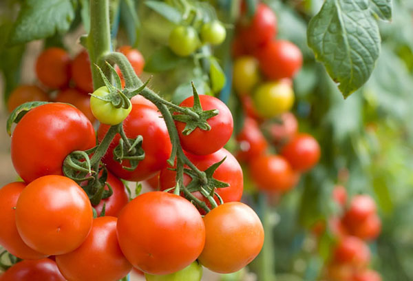 Tomates de tamaño insuficiente