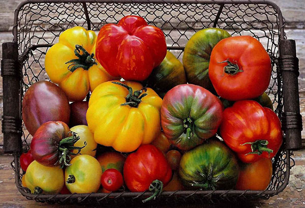 Verschillende soorten tomaten