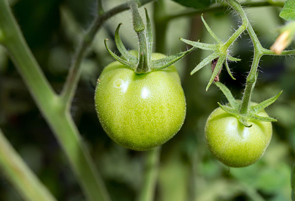 Ovario de tomate