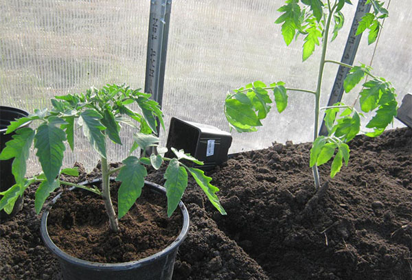 Planting tomato seedlings in a greenhouse