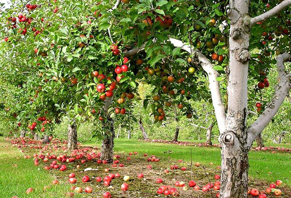 Äppelträd bär frukt