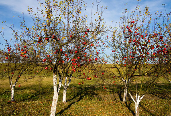 Unga äppelträd i höst
