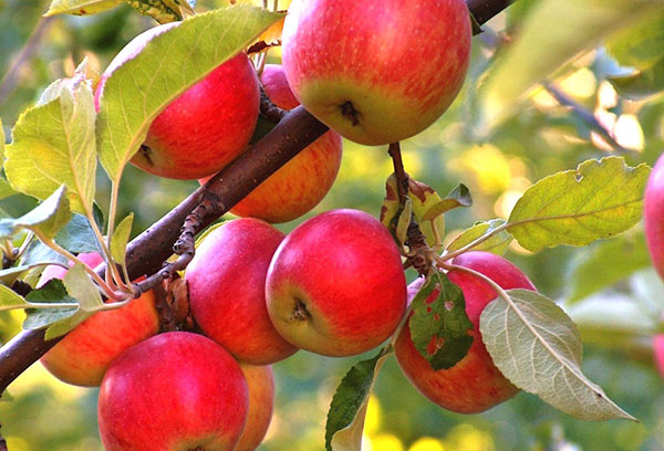 Äpplen på en gren