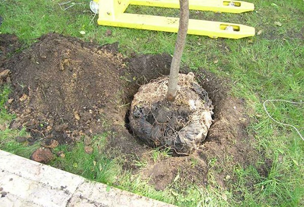Planting a pear with a closed root system
