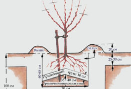 Scheme of planting pears in clay soil