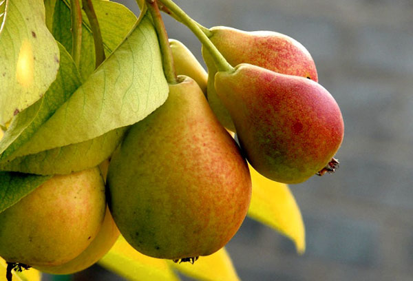 Pear fruit on a branch