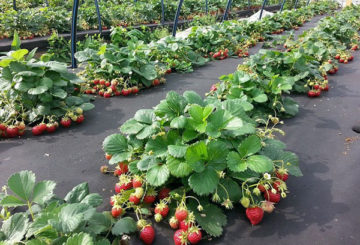 Fresas sobre agrofibra