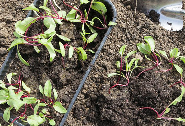 Bietenzaailingen planten in juni