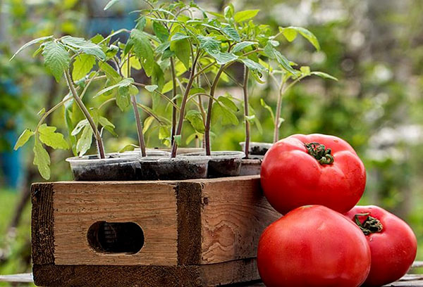 Plantor av tomater