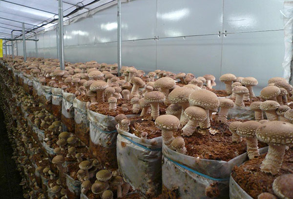 Växande shiitake svamp