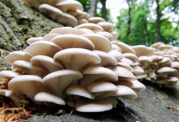 oesterpaddestoelen